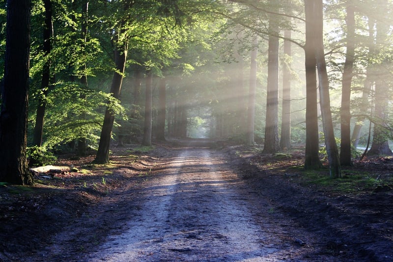 Magical Forest Wedding Venue
